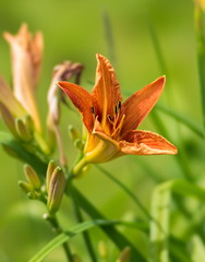 Fototapeta na wymiar Оранжевый цветок лилейника на фоне зелёной травы.