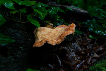 Laetiporus sulphureus