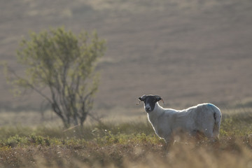 Naklejka premium Scottish blackface sheep set against a hill side, Ovis aries