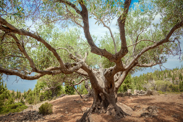 Fototapeta na wymiar Olive tree