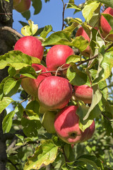 Apfelbäume auf dem Lohrberg in Frankfurt am Main
