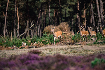Herd of red deer hinds (cervus elaphus) running out of forest.