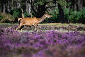 Red deer (cervus elaphus) standing in blooming moorland.
