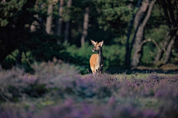 Young red deer male (cervus elaphus) in blooming heather.