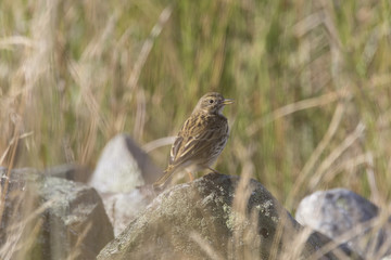 Naklejka na ściany i meble meadow pipit bird perched on rocks amongst long reed grass