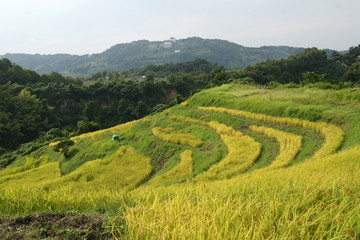日本の棚田