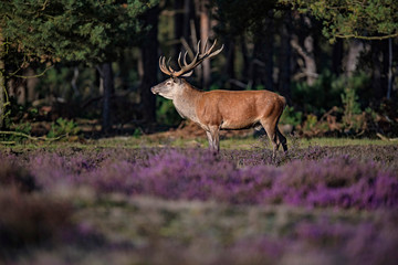 Naklejka na ściany i meble Red deer stag (cervus elaphus) lit by low sunlight in blooming moorland.
