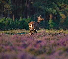 Red deer calf drinking by mother in sunlight in blooming heather.