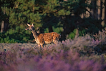 Young red deer (cervus elaphus) in blooming heather in sunlight.