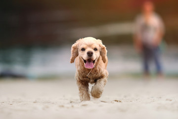 spaniel dog running