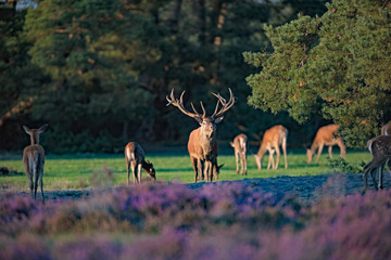 Red deer stag (cervus elaphus) with hinds in low sunlight.