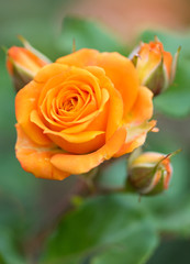 Fresh orange rose