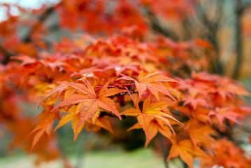 beautiful maple leaves in the fall.