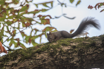 Eichhörnchen im Baum
