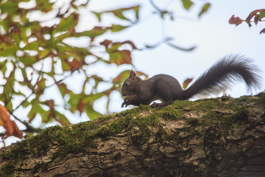 Eichh&ouml;rnchen im Baum