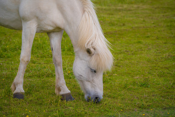 Naklejka na ściany i meble Icelandic horses. The Icelandic horse is a breed of horse developed in Iceland.