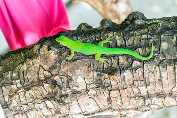 Green colourful Gecko on a tree in Seychelles
