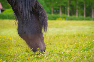 Fototapeta premium Icelandic horses. The Icelandic horse is a breed of horse developed in Iceland.