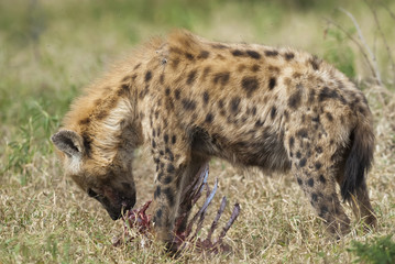 Hyena South Africa