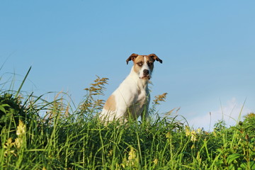 happy crossbreed dog sitting in meadow against blue sky