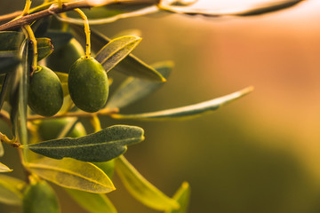 Olives and leaves for oil