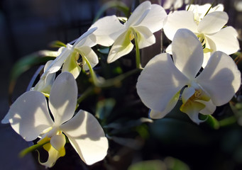 White orchid
