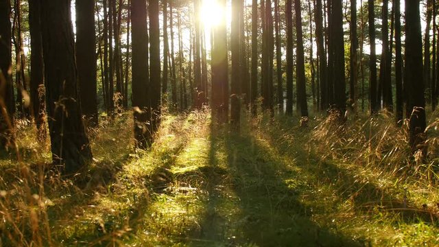 Pine-trees in forest at sunset in Palanga, Lithuania, timelapse
