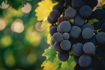 Sangiovese Grapes for Tuscan Wine - obrazy, fototapety, plakaty