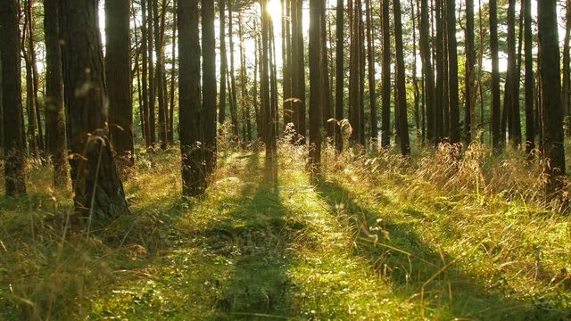 Pine-trees in forest at sunset in Palanga, Lithuania, timelapse
