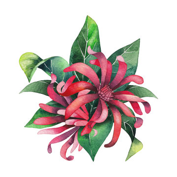 Watercolor star anise
