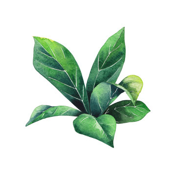Watercolor composition of leaves