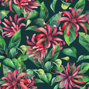 Watercolor star anise