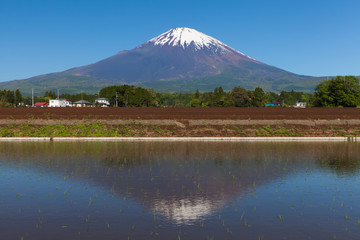 Naklejka premium Mount Fuji and rice field in spring season