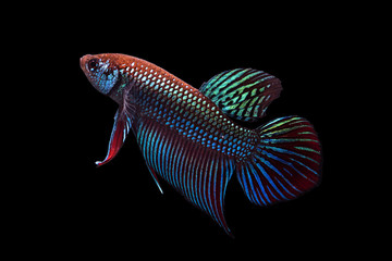Siamese fighting fish