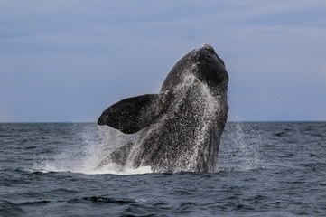 Naklejka premium Whale Patagonia Argentina