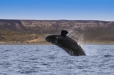 Whale Patagonia Argentina