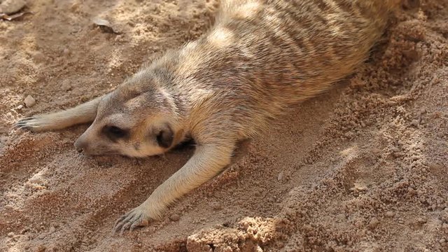 Mears cat on sand