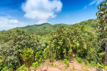 Fototapeta na wymiar Tropical forest in Valle de Mai, Praslin, Seychelles