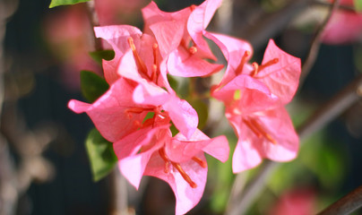 Bougainvillea flower at tree in Indonesia.