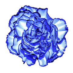 Surreal dark blue chrome сlove flower macro isolated on white
