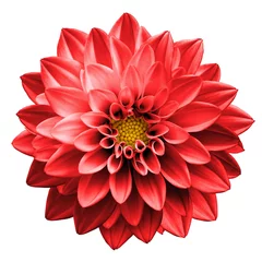 Poster de jardin Fleurs Macro de dahlia fleur rouge chrome foncé surréaliste isolé sur blanc