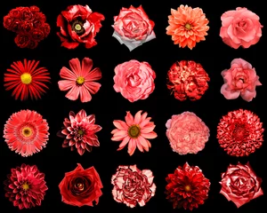 Fotobehang Bloemen Mix collage of natural and surreal red flowers 20 in 1: peony, dahlia, primula, aster, daisy, rose, gerbera, clove, chrysanthemum, cornflower, flax, pelargonium isolated on black