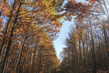 Bosque de castaños5