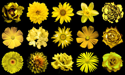 Mix collage of natural and surreal yellow gold flowers 15 in 1: peony, dahlia, primula, aster, daisy, rose, gerbera, clove, chrysanthemum, cornflower, flax, pelargonium isolated on black