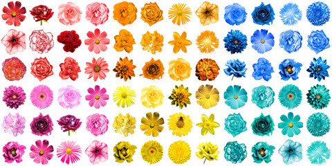 Mega pack of 72 in 1 natural and surreal blue, yellow, red, orange, turquoise and pink flowers isolated on white - Powered by Adobe