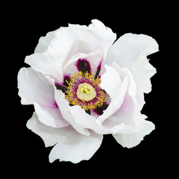 White peony flower macro photography isolated on black