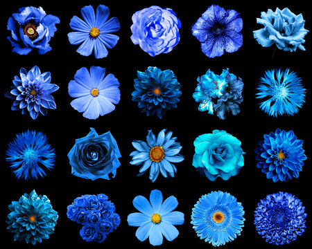 Fototapeta Mix collage of natural and surreal blue flowers 20 in 1: peony, dahlia, primula, aster, daisy, rose, gerbera, clove, chrysanthemum, cornflower, flax, pelargonium isolated on black