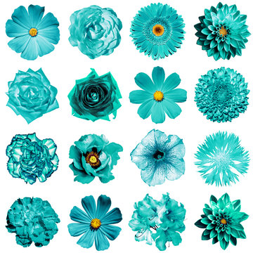 Mix collage of natural and surreal turquoise flowers 16 in 1: peony, dahlia, primula, aster, daisy, rose, gerbera, clove, chrysanthemum, cornflower, flax, pelargonium isolated on white