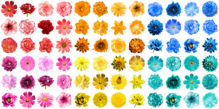 Fototapeta Mega pack of 72 in 1 natural and surreal blue, yellow, red, orange, turquoise and pink flowers isolated on white