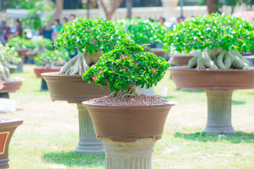 Adenium tree or desert rose in flower pot